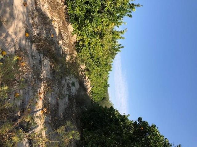 Terreno en alquiler en Orihuela, Torremendo photo 0