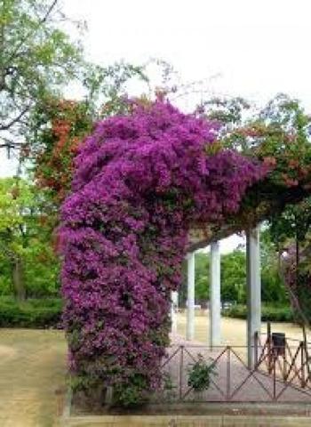 Parking en alquiler en Sevilla, Gran Plaza-Marqués de Pickman-Ramon y C photo 0