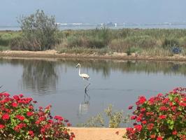 Chalet en venta en Amposta, Eucaliptus-Poble Nou del Delta photo 0