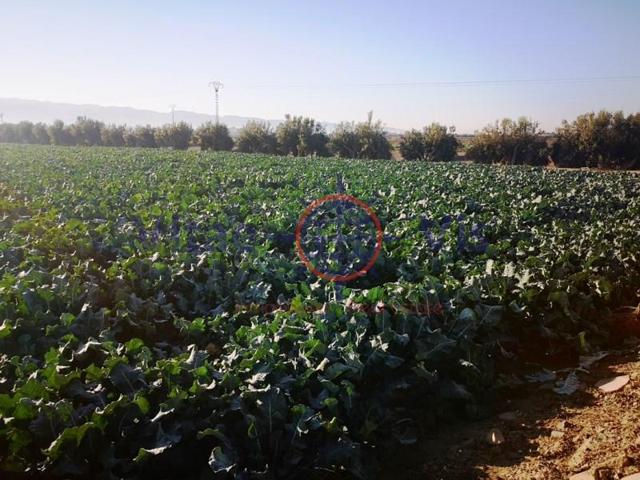 Chalet en venta en Totana photo 0