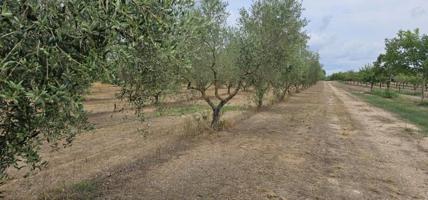Terreno en venta en Móra d'Ebre, Cardona photo 0