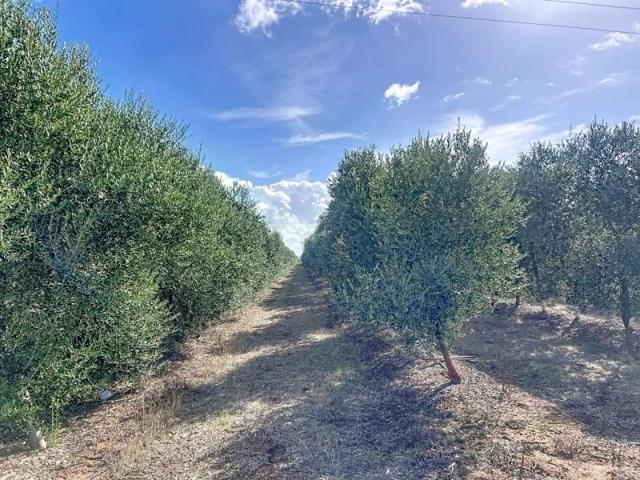 Terreno en venta en Écija, Carretera Marchena, 41400 photo 0