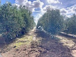 Terreno en venta en Écija, Carretera Marchena, 41400 photo 0