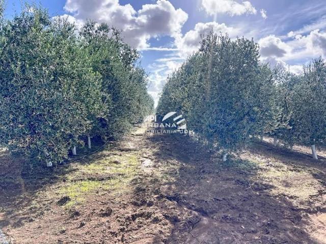 Terreno en venta en Écija, Carretera Marchena, 41400 photo 0