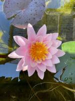 Casa en alquiler en Nerja, Capistrano photo 0