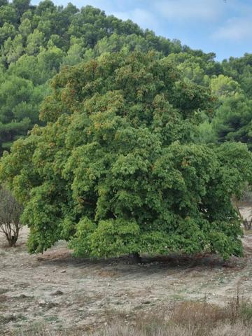 Chalet en venta en Petrer, Petrer photo 0