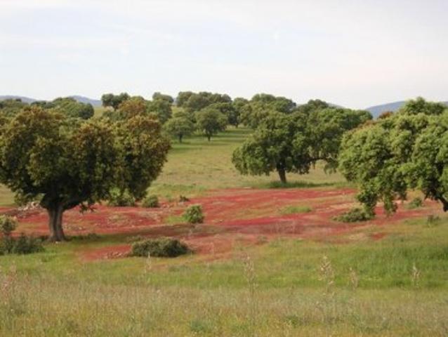 Chalet en venta en Ciudad Real, Centro photo 0