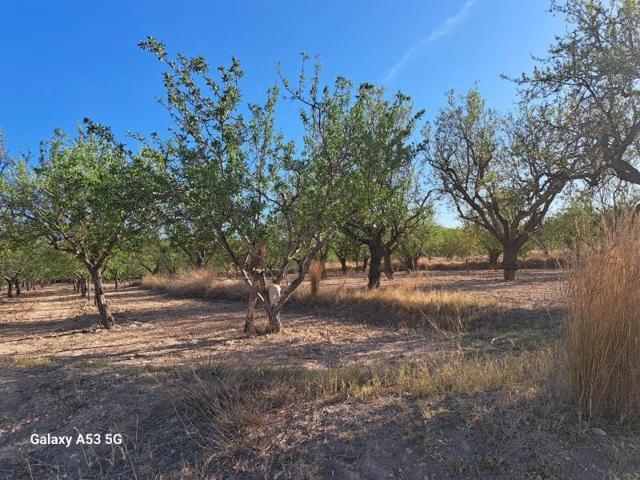 Terreno en alquiler en Alicante, Bacarot photo 0