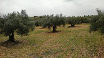 Terreno en venta en Ayora, AYORA photo 0