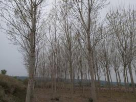 Chalet en venta en Puigverd de Lleida, Puigverd De Lleida photo 0