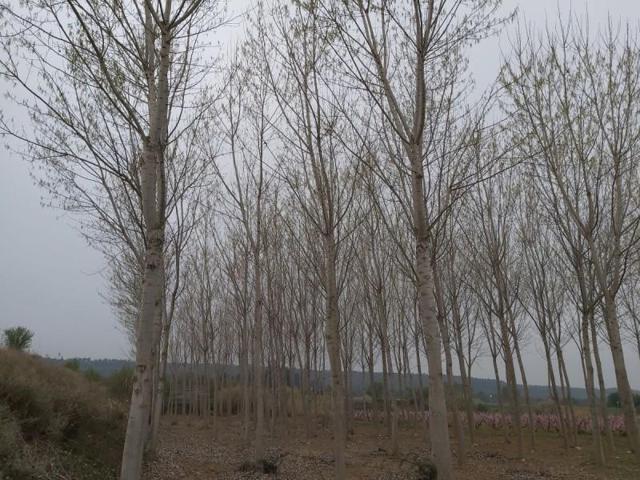 Chalet en venta en Puigverd de Lleida, Puigverd De Lleida photo 0