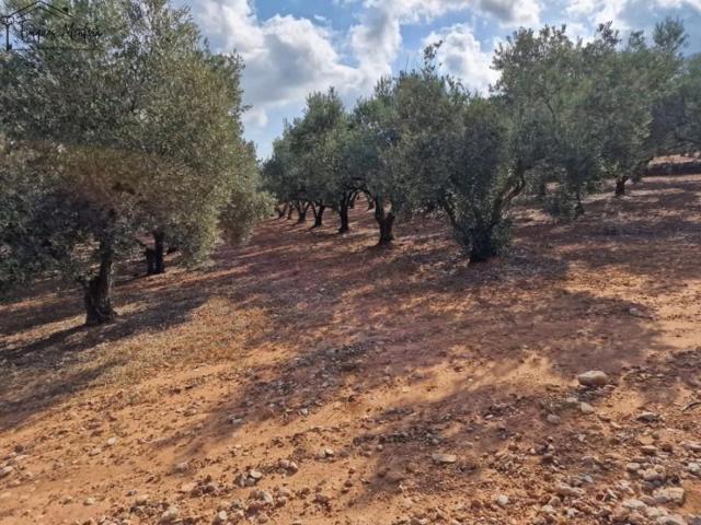 Chalet en venta en Freginals, Freginals photo 0