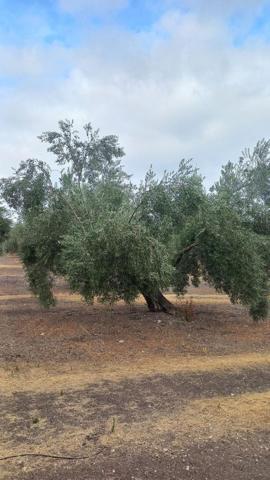 Chalet en venta en Villacarrillo, Villacarrillo photo 0