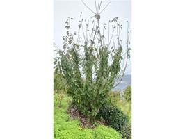 Chalet en venta en Cabrero photo 0