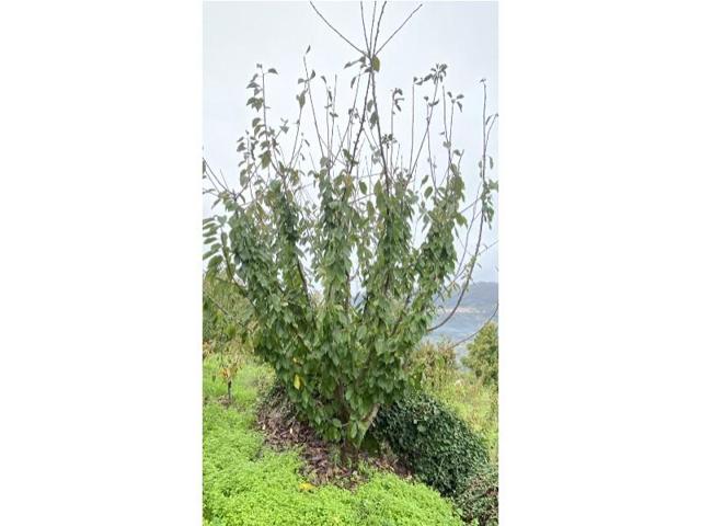 Chalet en venta en Cabrero photo 0