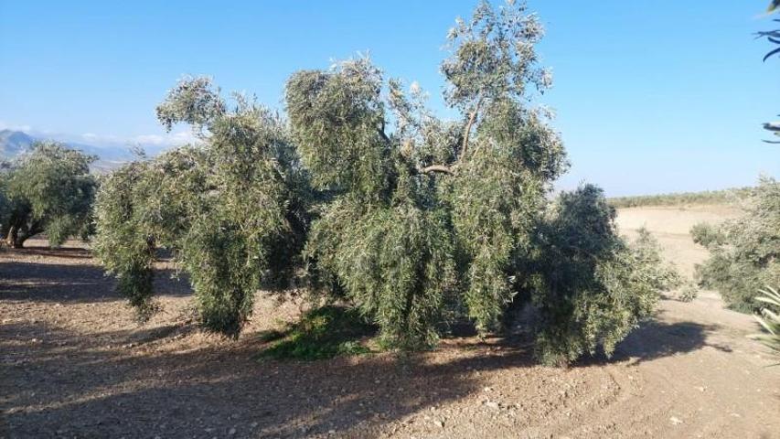 Chalet en venta en Quesada, Rustica - Los Rosales photo 0