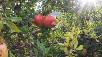 Terreno en venta en Albuñuelas, CONCHAR photo 0