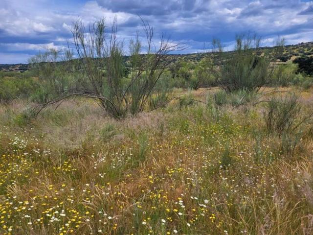 Terreno en venta en Azuaga, Azuaga photo 0