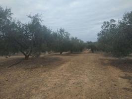 Chalet en venta en Riudecanyes, Riudecanyes photo 0