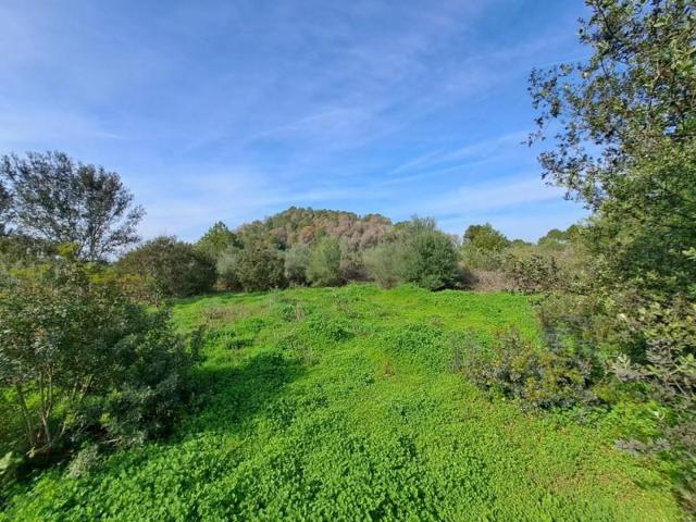 Terreno en venta en Carcaixent, Área de Carcaixent photo 0