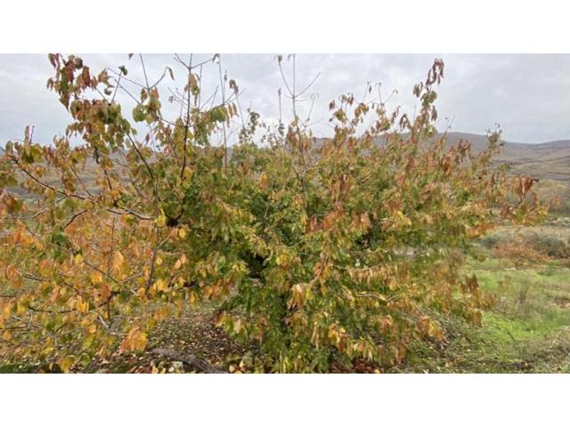 Chalet en venta en Barrado photo 0