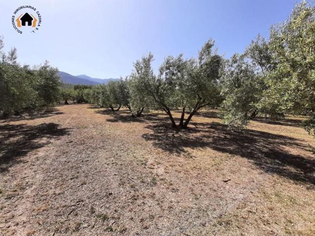 Terreno en venta en Quesada, Quesada photo 0