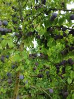 Chalet en venta en Castelldans, Castelldans photo 0