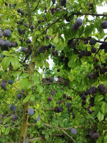 Chalet en venta en Castelldans, Castelldans photo 0