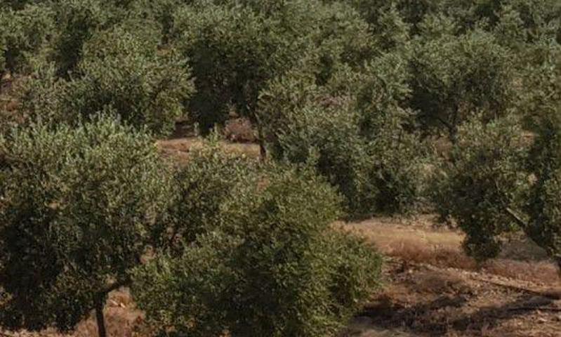 Chalet en venta en Onda, Onda photo 0