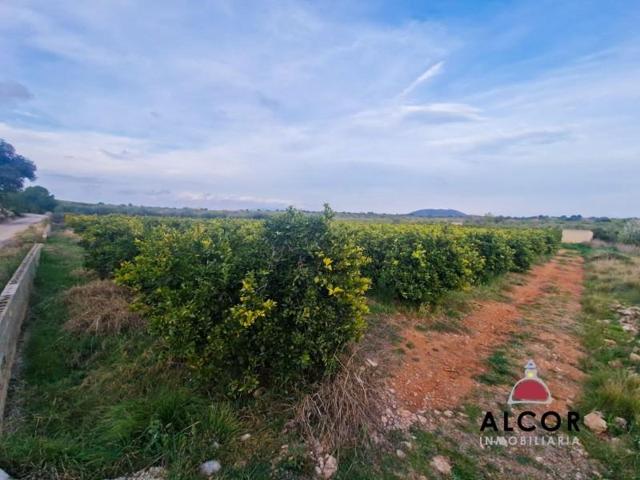 Terreno en venta en Càlig, Calig photo 0