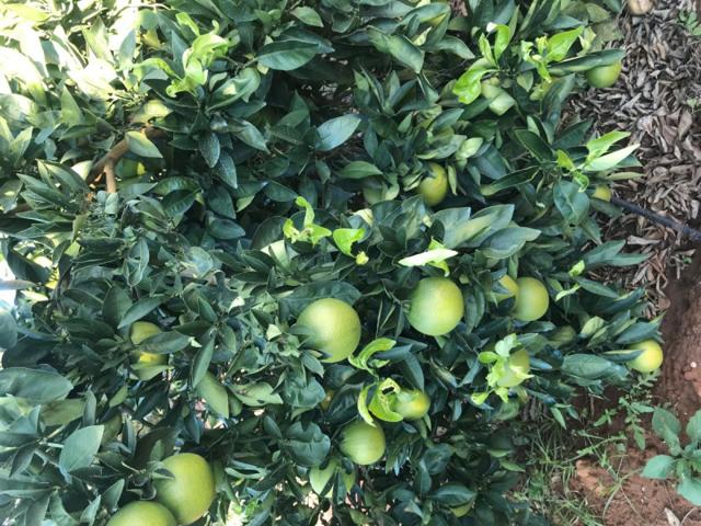 Terreno en venta en Rociana del Condado, Rociana Del Condado photo 0