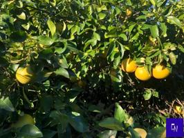 Terreno en venta en Alcolea del Río, Alcolea Del Rio photo 0