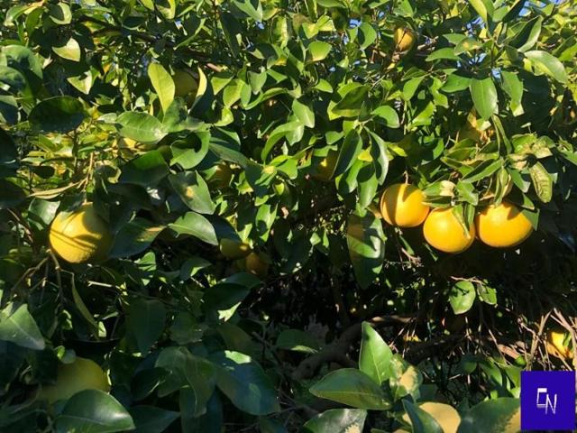 Terreno en venta en Alcolea del Río, Alcolea Del Rio photo 0