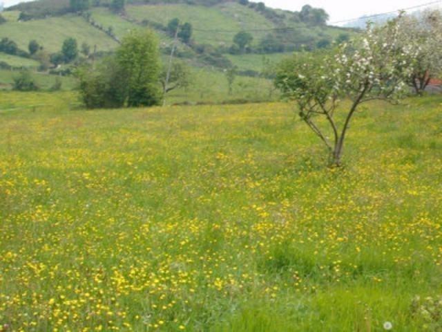 Terreno en venta en Salas, Salas photo 0