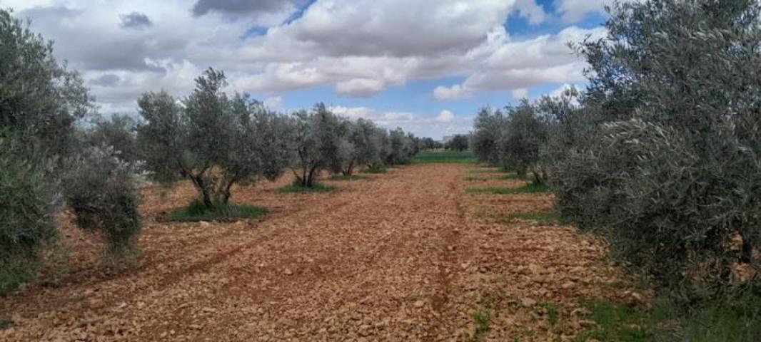 Terreno en venta en Valdepeñas, Carretera Santa Cruz photo 0