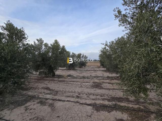 Terreno en venta en Huércal-Overa, El Saltador photo 0