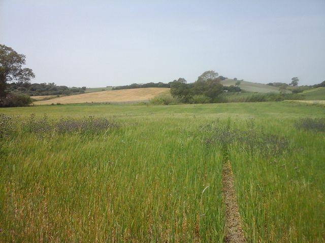 Terreno en venta en Arcos de la Frontera, Arcos De La Frontera photo 0