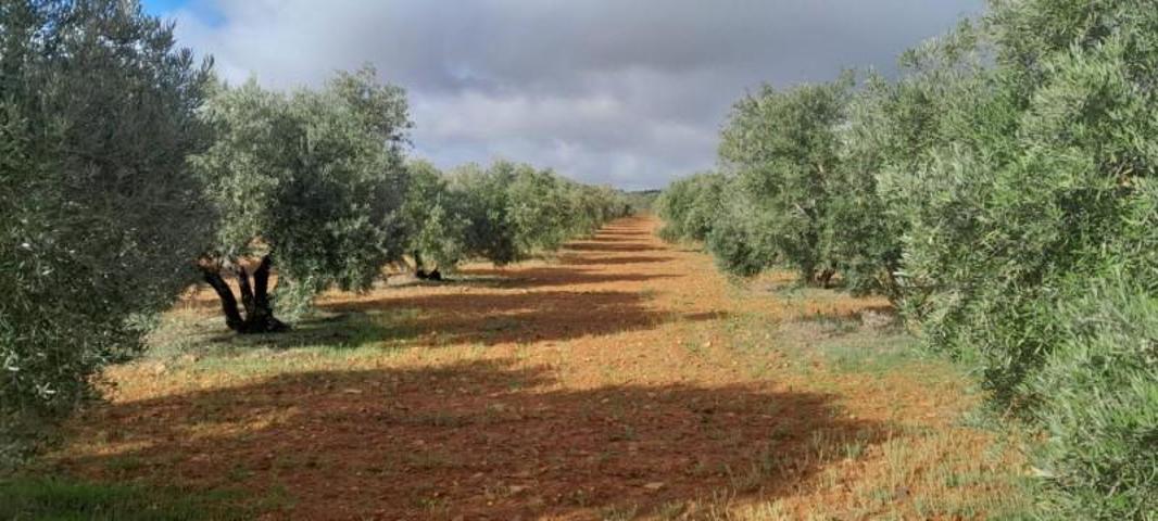 Terreno en venta en Valdepeñas, Carretera Daimiel photo 0