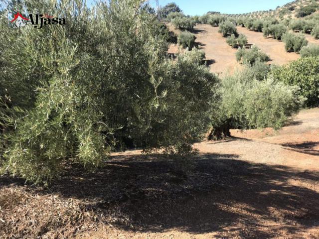 Terreno en venta en Martos, Martos photo 0