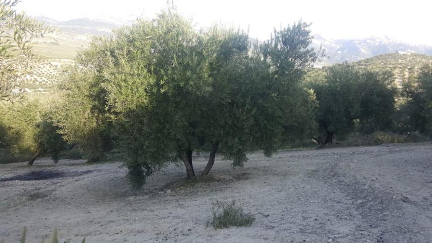 Chalet en venta en Quesada, Rustica - Cerrillo Juan Lopez photo 0