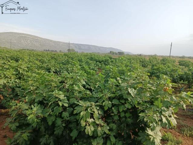 Chalet en venta en Ulldecona, Ulldecona photo 0