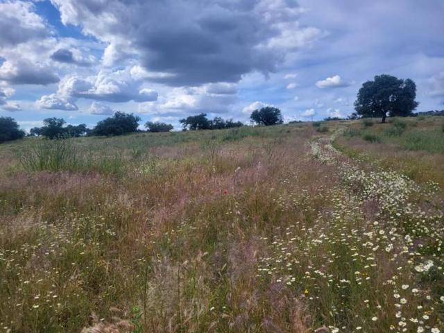 Terreno en venta en Azuaga, Azuaga photo 0