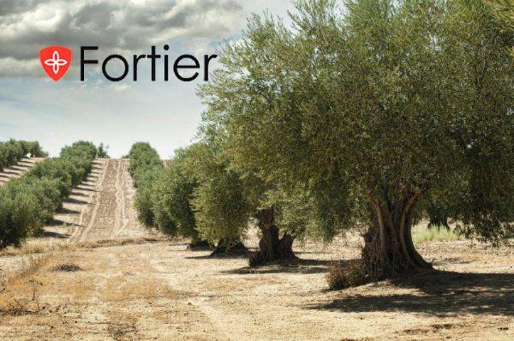 Chalet en venta en Alcaudete, Alcaudete photo 0