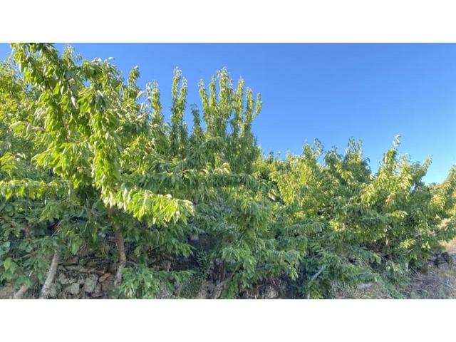 Chalet en venta en Barrado photo 0