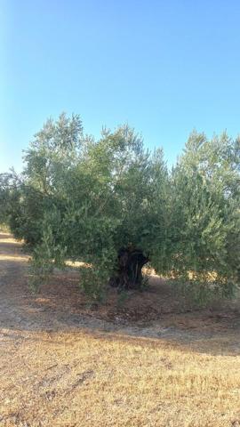 Chalet en venta en Villacarrillo, Villacarrillo photo 0