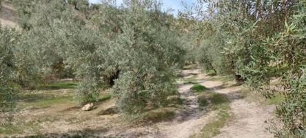 Chalet en venta en Quesada, Rustica - La Torrecilla photo 0