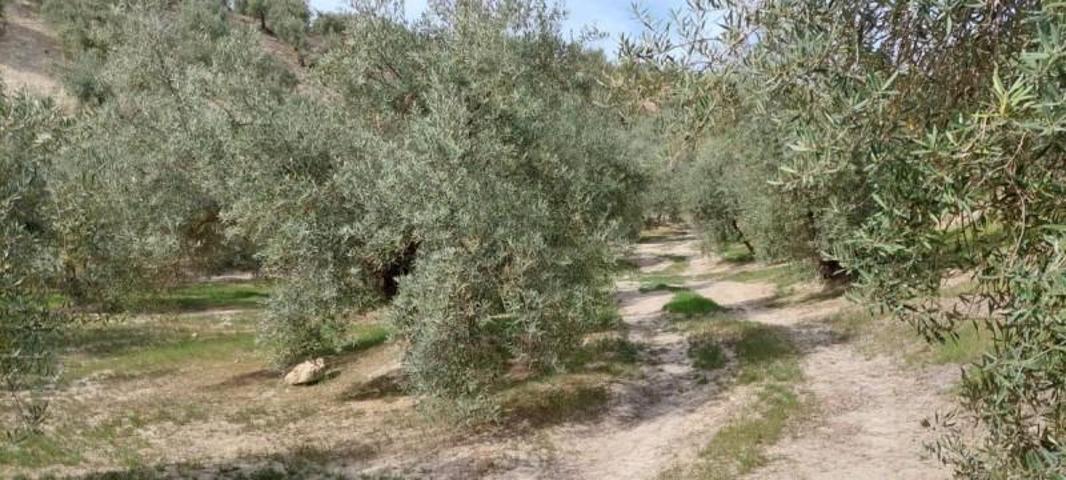 Chalet en venta en Quesada, Rustica - La Torrecilla photo 0