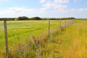 Chalet en venta en San Carlos del Valle, San Carlos Del Valle photo 0