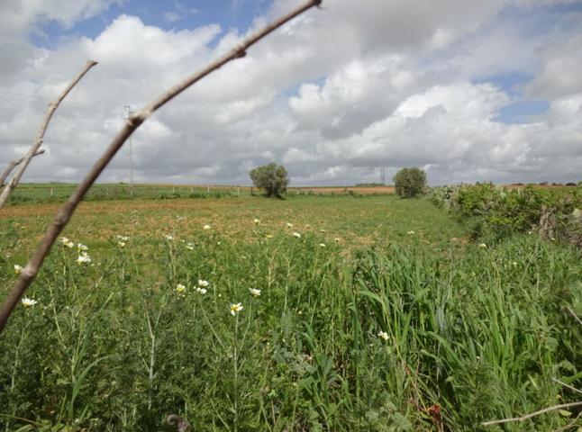 Terreno en venta en Rociana del Condado, Rociana Del Condado photo 0