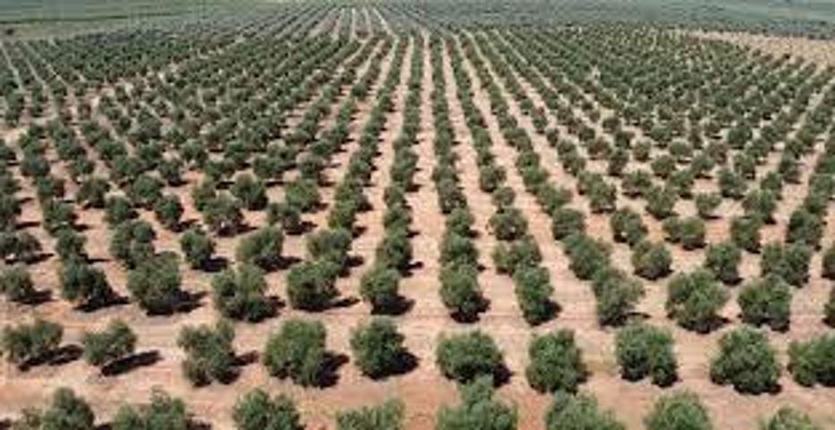 Chalet en venta en Úbeda, Ubeda photo 0